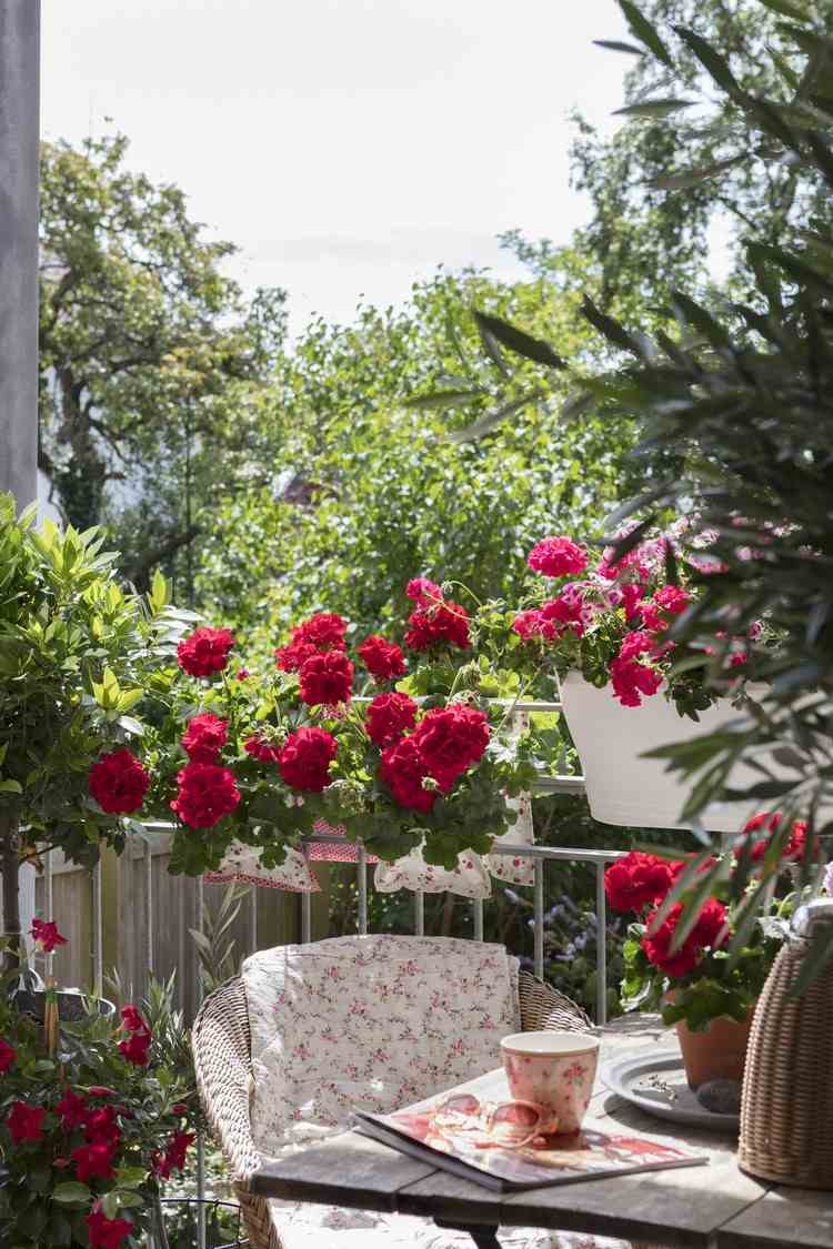Vintrande pelargoner i en blomlåda Tips för hobbyträdgårdsmästare