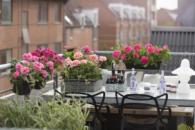 Plantera pelargoner i blomlådor Idéer till följeslagare