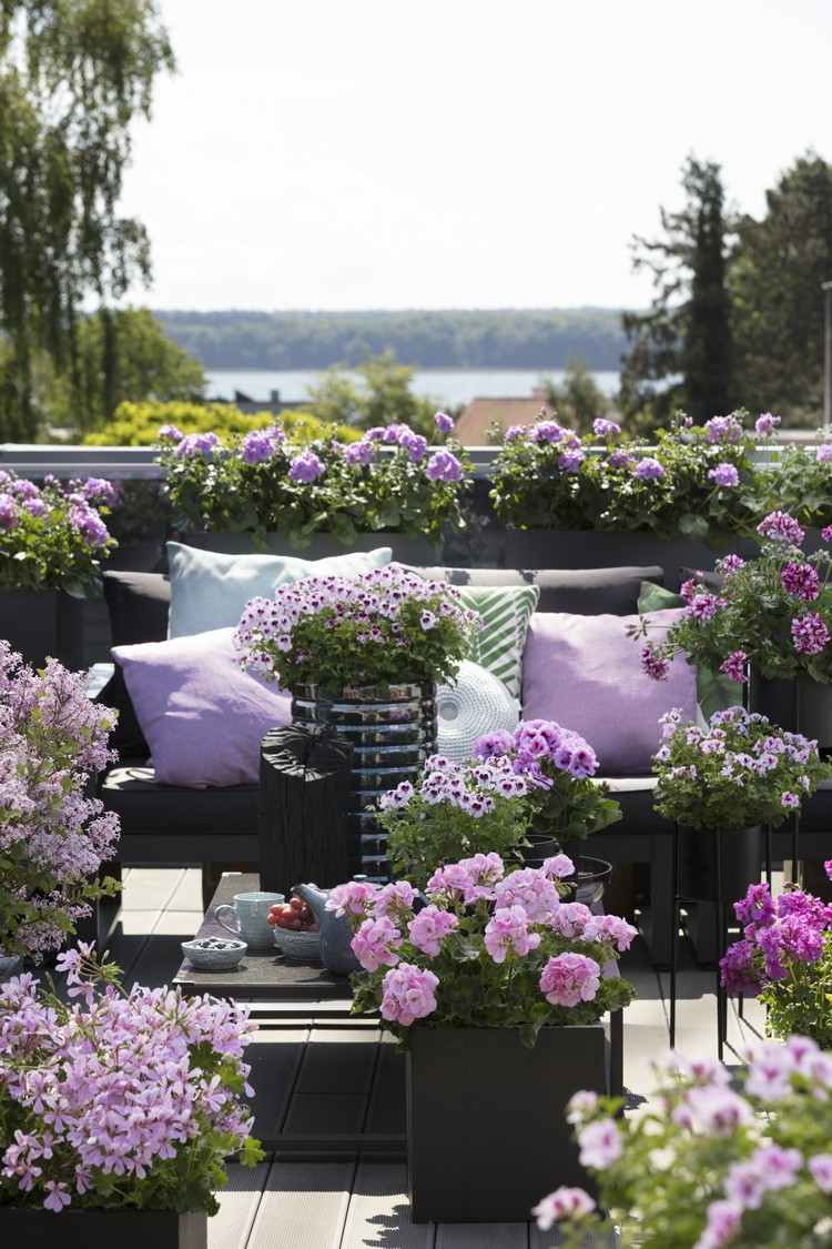 Plantera lila pelargoner i fönsterlådor