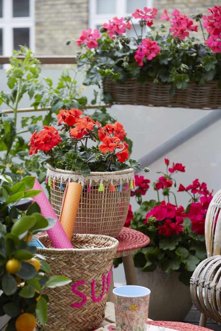 Plantera pelargoner i blomkrukor och växtlådor