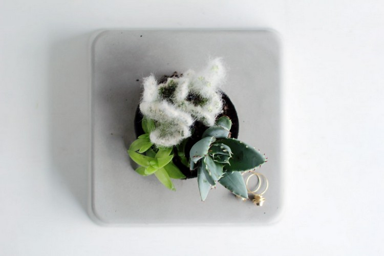 Gör-din-egen-blomkruka-betong-tre typer av succulenter