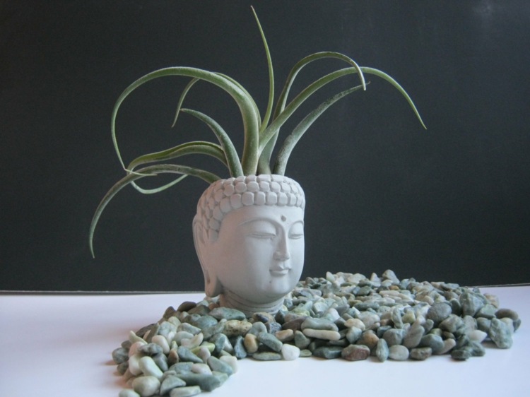 buddha aloe vera stenar vit blomkruka