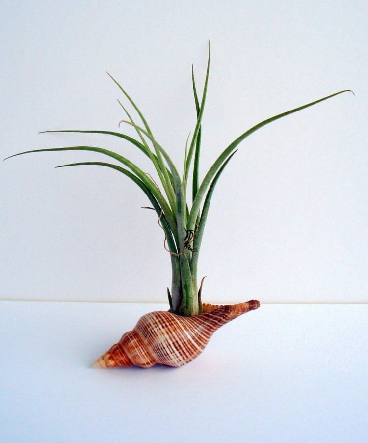 skal blomkruka design graeser växter idé deco