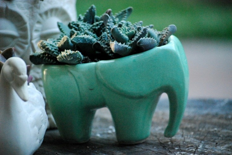 idé blomkruka design turkos elefant växter svan