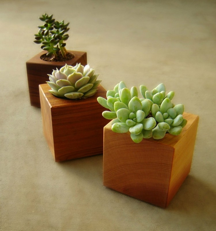 kub trä succulenter växter interiör idé deco