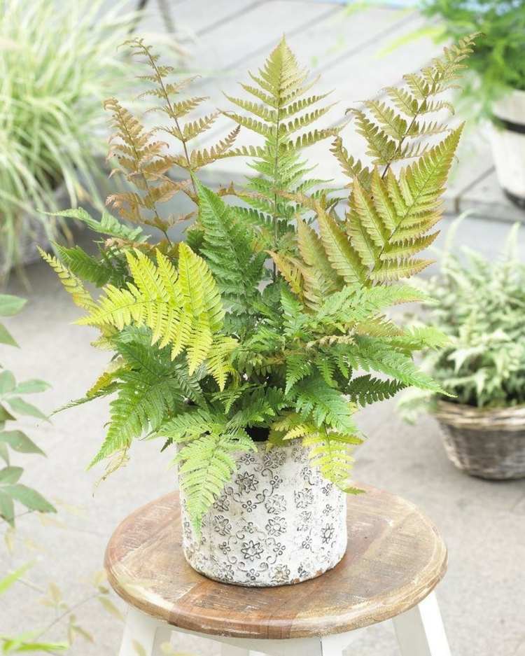 blomkruka-ormbunkar-nyans-röd slöja-ormbunke-dryopteris-erythrosora-terrass-balkong