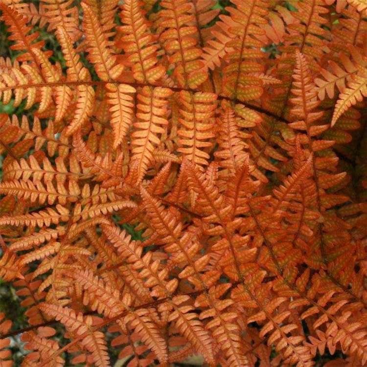 blomkruka-ormbunkar-skuggor-guldfärgade-blad-glans-varma nyanser