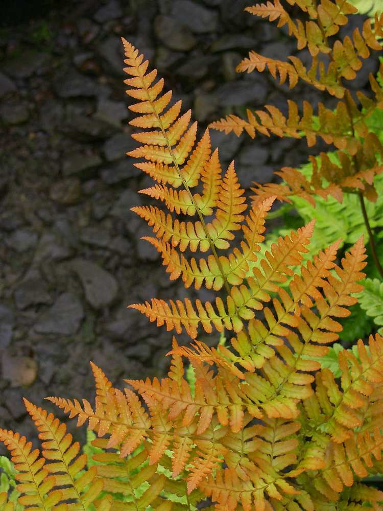 blomkruka-ormbunkar-nyans-röd slöja-ormbunke-koppar-orange-färg-vår