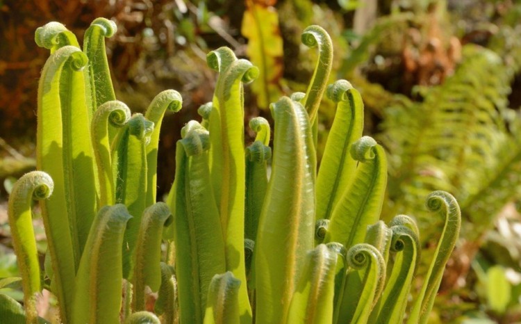 blomkruka-ormbunkar-skugga-rådjur-tunga ormbunke-asplenium-scolopendrium-original-blad