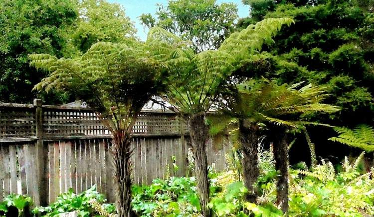 Blomkruka ormbunkar för skugga trädet ormbunke-dicksonia-squarrosa-exotiska