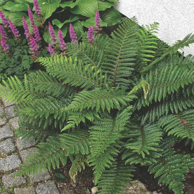 blomkruka-ormbunke-skugga-awn-sköld-ormbunke-trädgård-accent