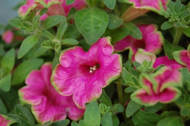 Blomkrukor för trädgården rosa färger petunior