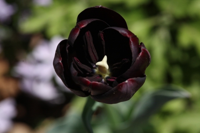 Blomkrukor för trädgård svart skönhet svart blomma