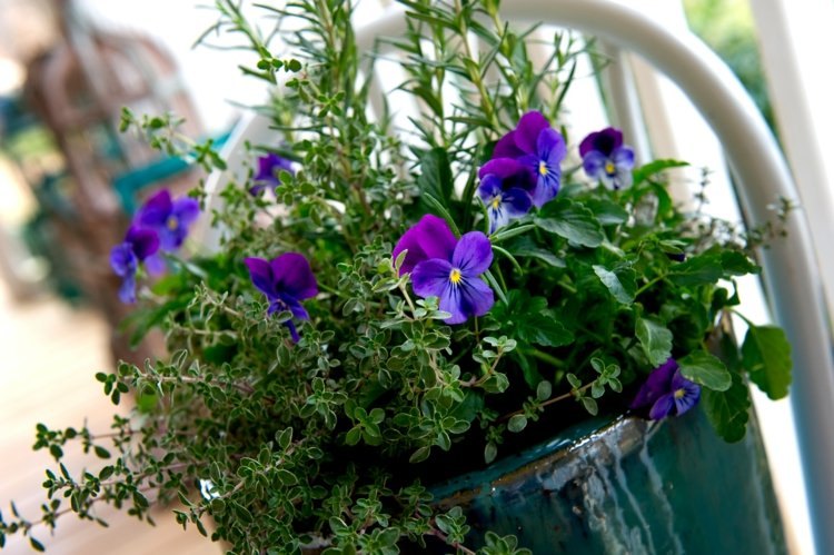 Plantera krukor i trädgården lila pensé kombination kombination