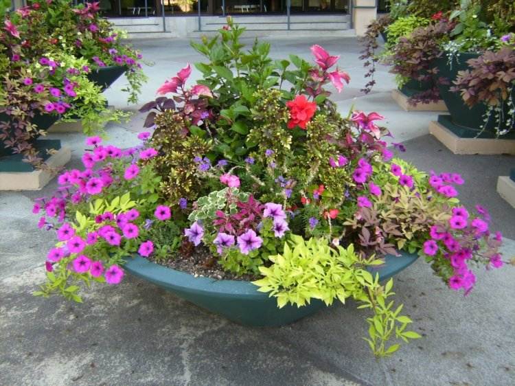 blomkrukor-trädgård-plantering-skål-form-rosa-blommor-mitten-hög-petunior