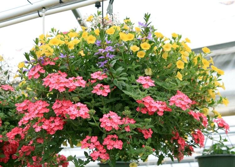 blomkrukor-trädgård-plantering-färg-mix-korall-gul-blommar-hängande-design