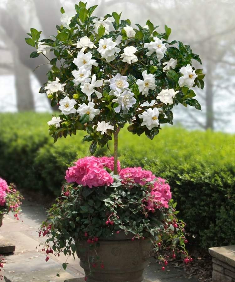 blomkrukor-trädgård-plantering-gardenia-träd-fuchsia-häck