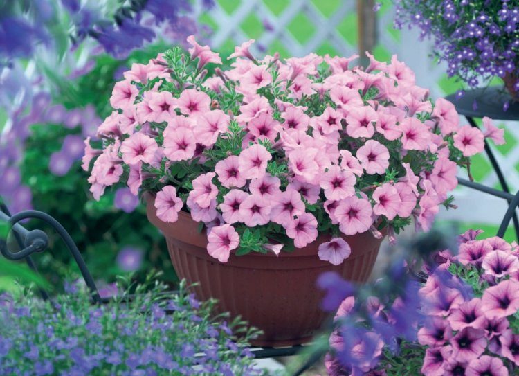 blomkrukor-trädgård-plantering-rosa-petunia-idé-romantisk-arrangemang
