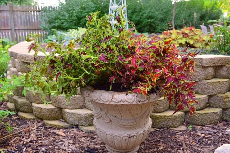 blomkrukor-i-trädgården-plantering-färgade nässla-grön-röda-färgade-blad