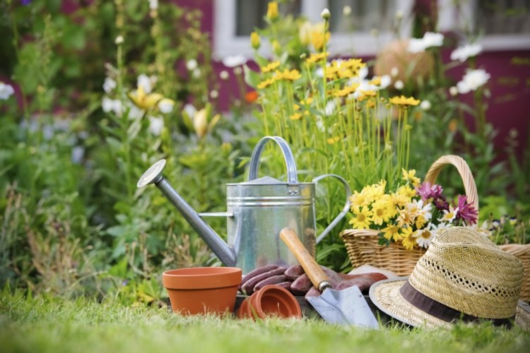 Blomma äng utrustning trädgårdsskötsel
