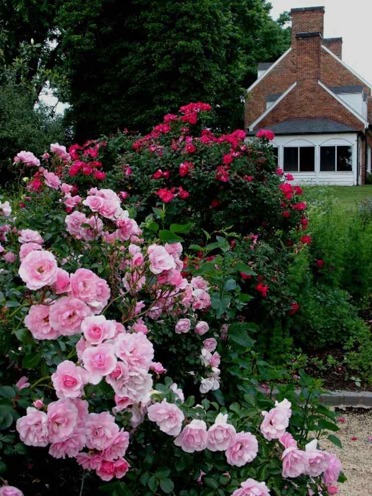 Rosenbuskar-på-våren-i-rosa