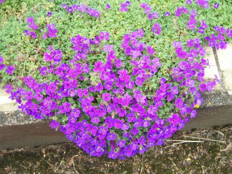 Trädgårdsarbete-med-blommor-viol