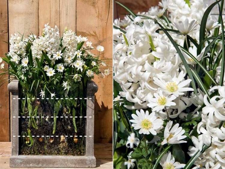 Plantera vita vårblommor i ett badkar