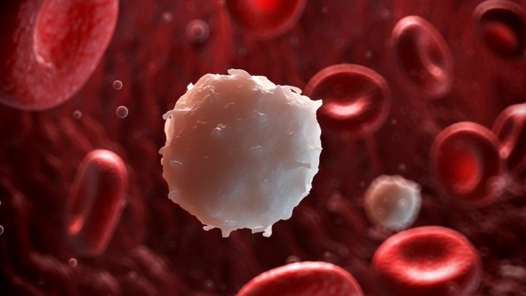Vita blodkroppar (leukocyt) blodvärden används för att undersöka immunsystemet