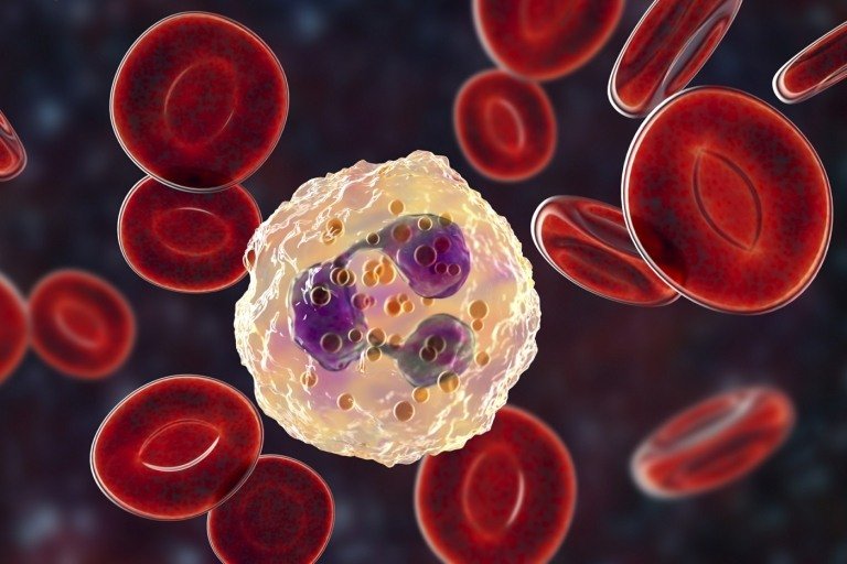 Granulocyter är höga under graviditeten, men också vid allergi eller leukemi och låga i stress och viramin B -brist