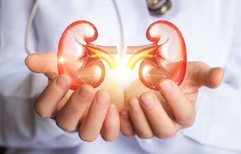 Undersök njurarna och därmed urea och kreatinin med ett blodprov