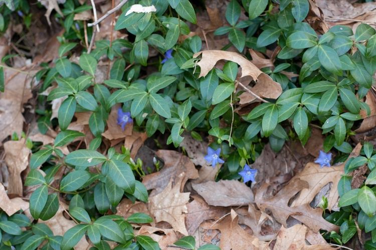 mark-täck-skugga-växter-vinca-minor-blå-blommande