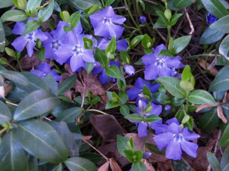 mark-täck-skugga-växter-vinca-major-blå-lila