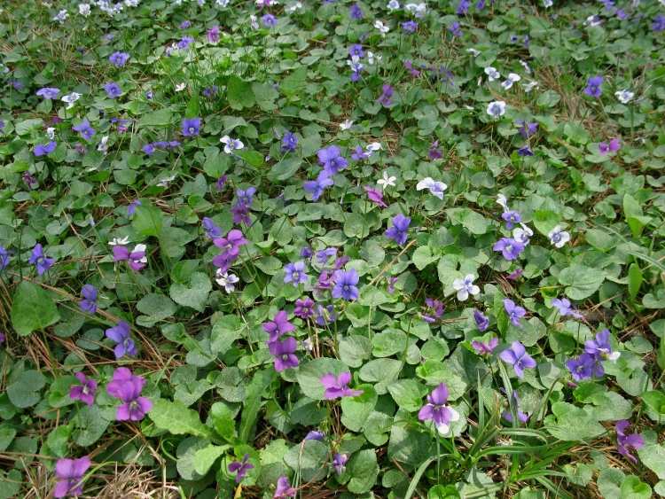 mark-täcka-skugga-växter-pingst-fioler-viola-sororia-lila-blommande