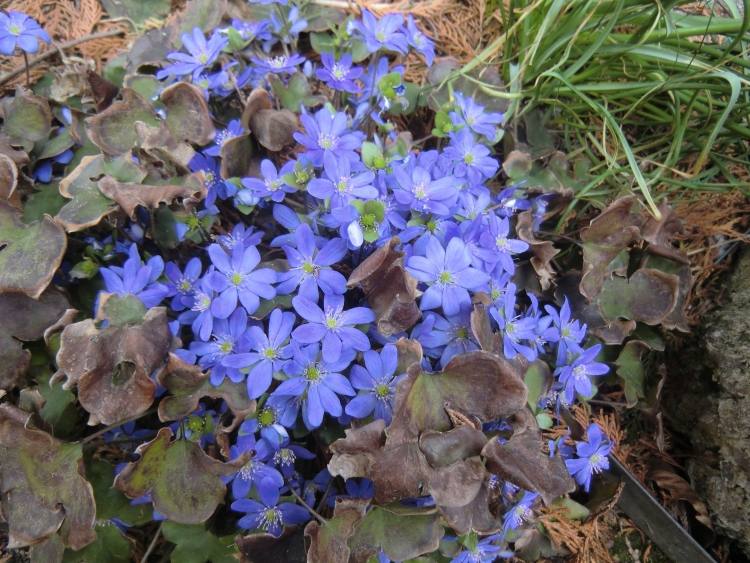 mark-täck-skugga-växter-blå-blommande-Hepatica-nobilis-Hepatica