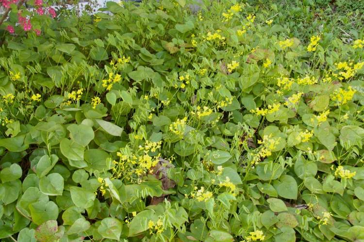 mark-täck-skugga-växter-gul-blommande-Epimedium-perralchicum