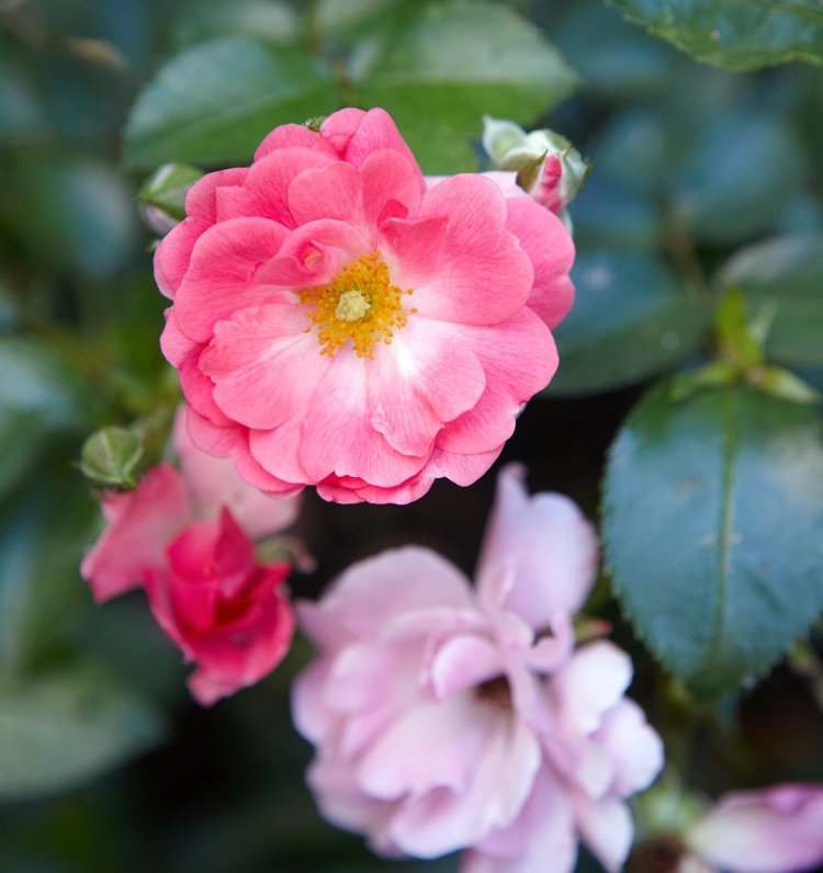 Vilken mattbildande perenner för trädgårdsmarkskydd rosvariant Pink Supreme