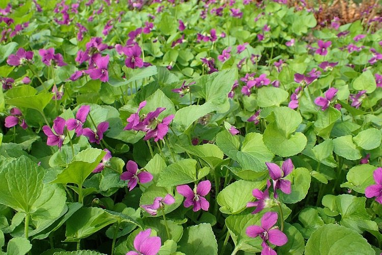 Markskydd med rosa blommor för trädgården Peony violet är en kuddebildande flerårig