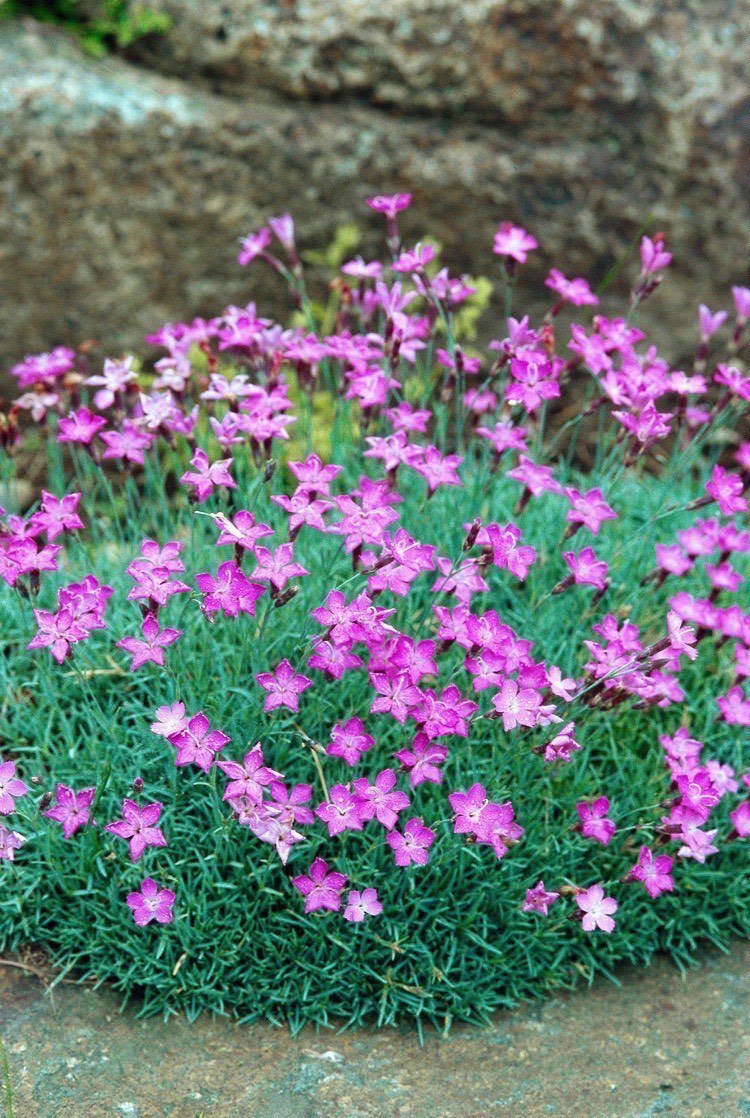 Markskydd med rosa blommor av pionvarian Firewitch