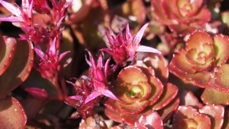 Markskydd med rosa blad Sedum plantkultiv Drachenblut