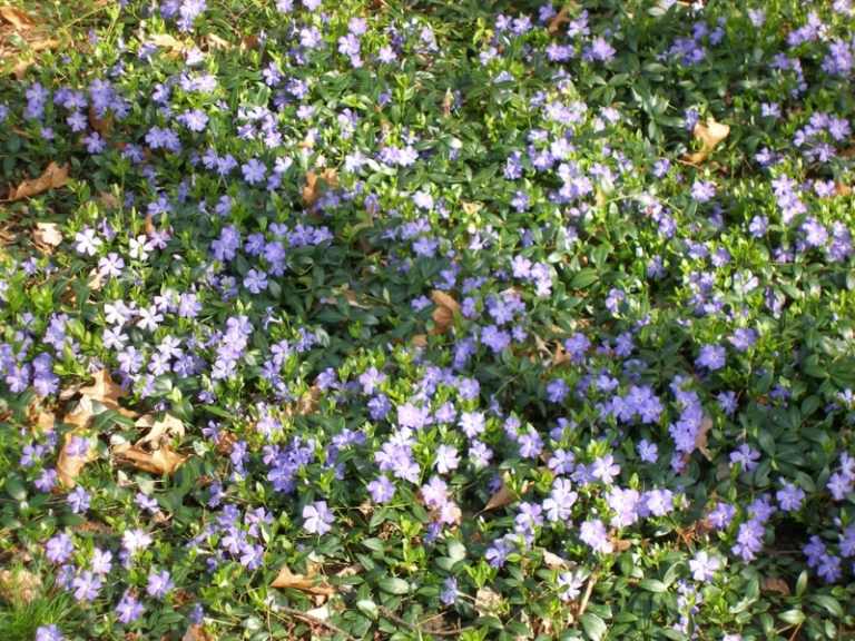 mark täcka växter vinca idé blå lila färg blommar