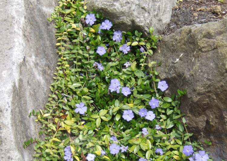 mark-täck-växter-vintergröna-vinca-blå