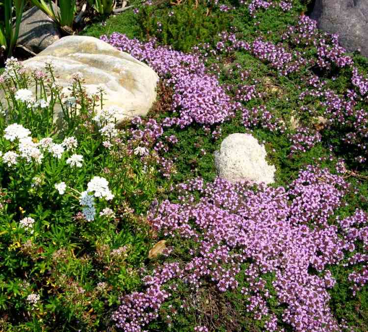 marktäcke-växter-violett-blommande-krypande timjan