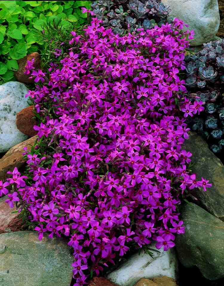 Blommande markskyddsväxter-matta-phlox-violett