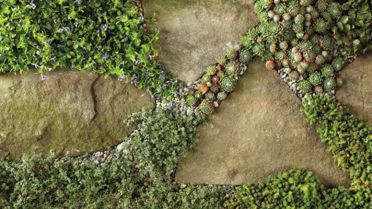 marktäcke växter stenplattor fogar succulenter mossa trädgård deco