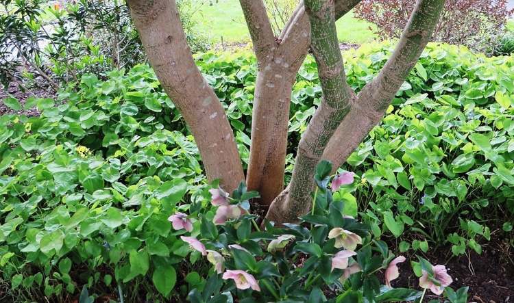 Underplantaträd med älvblommor