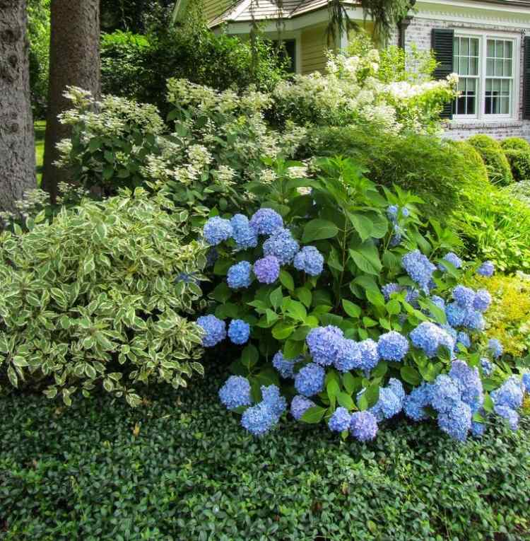 marktäcke-vinca-minor-blå-hortensia-buske