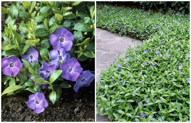 marktäcke-vinca-minor-hardy-snabbt växande