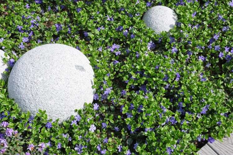 marktäcke-vinca-minor-soligt-läge-vintergröna