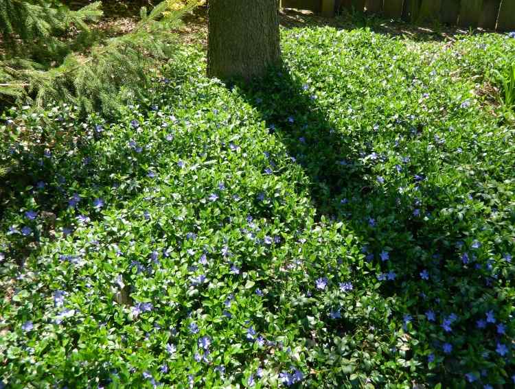 marktäcke-vinca-minor-soligt-skuggigt-läge