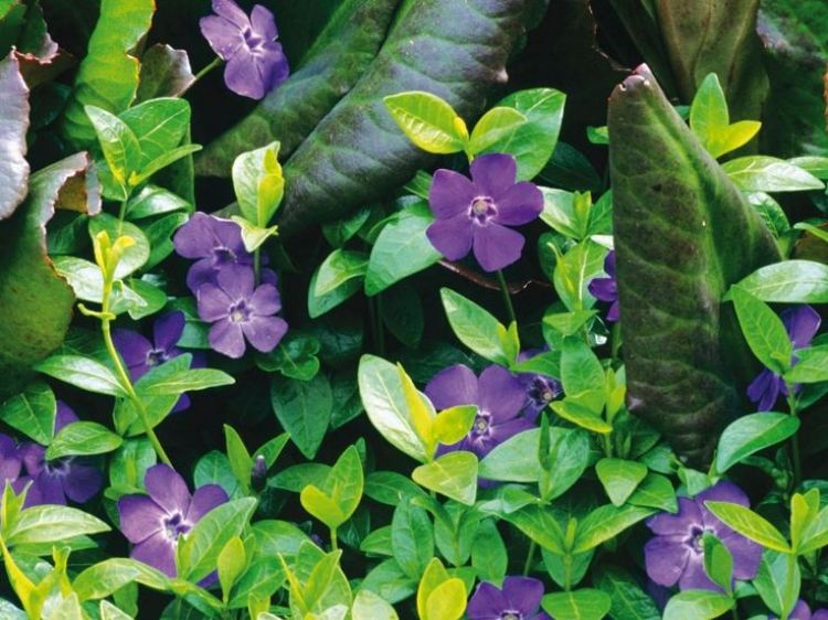 markskydd-vinca-minor-lila-blueten-wise-bluetenmitte
